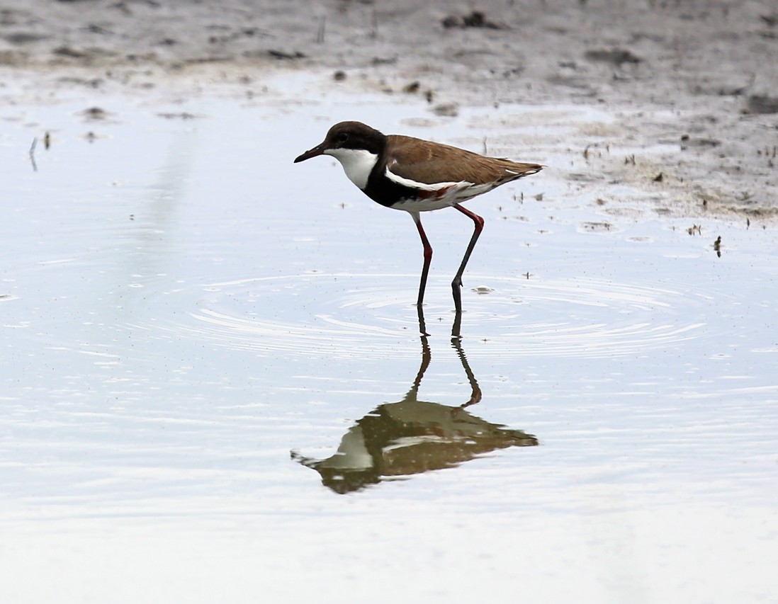 Red-kneed Dotterel - ML623385157