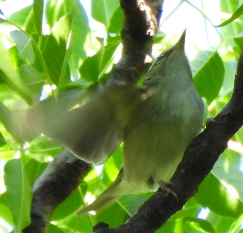 Phylloscopus sp. - ML623385164