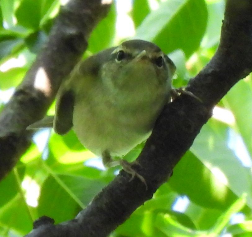 Phylloscopus sp. - ML623385165