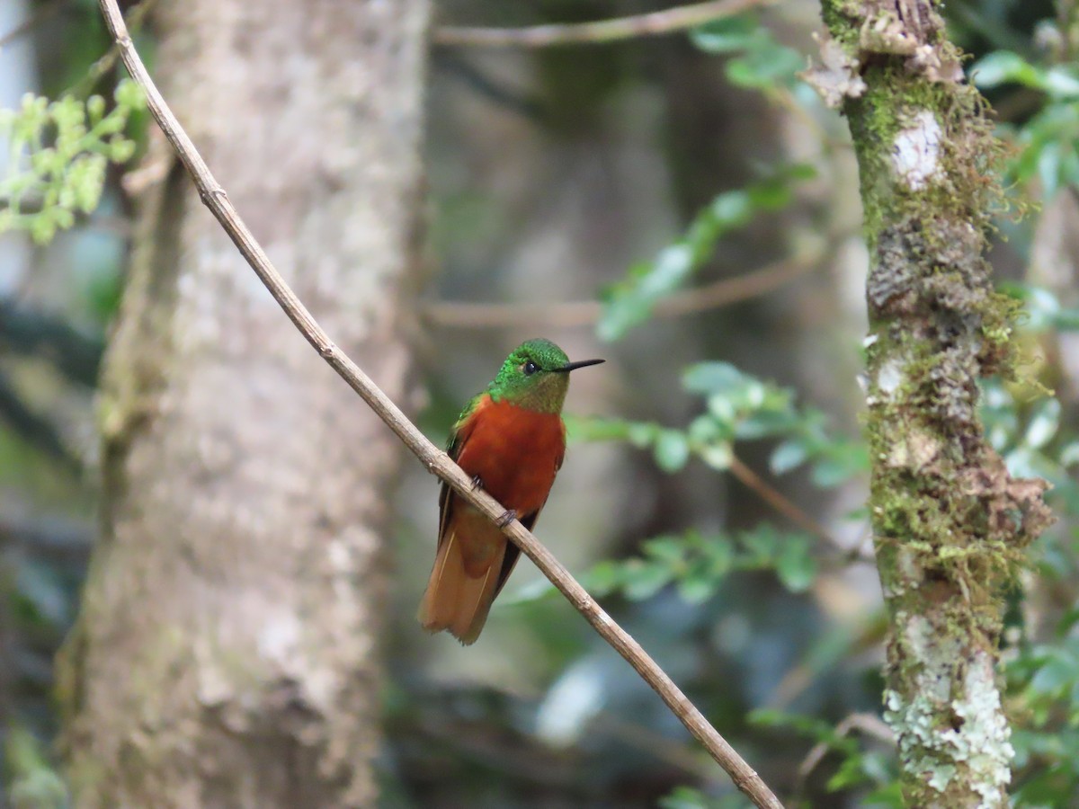 Chestnut-breasted Coronet - ML623385175