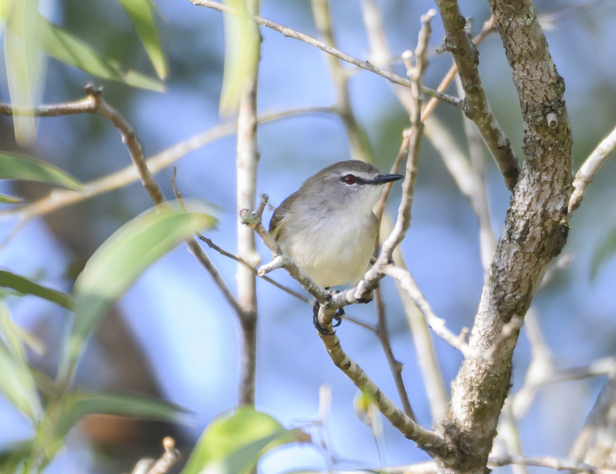 Mangrove Gerygone - ML623385204