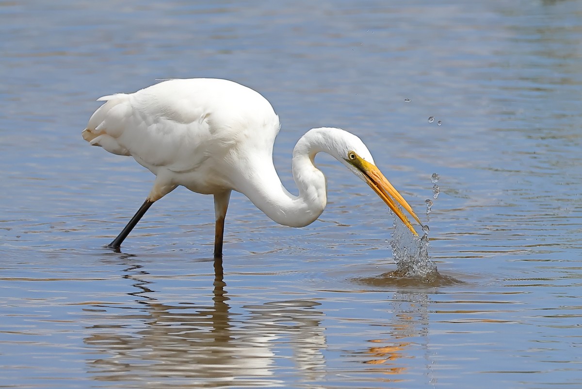 Great Egret - Tony Ashton