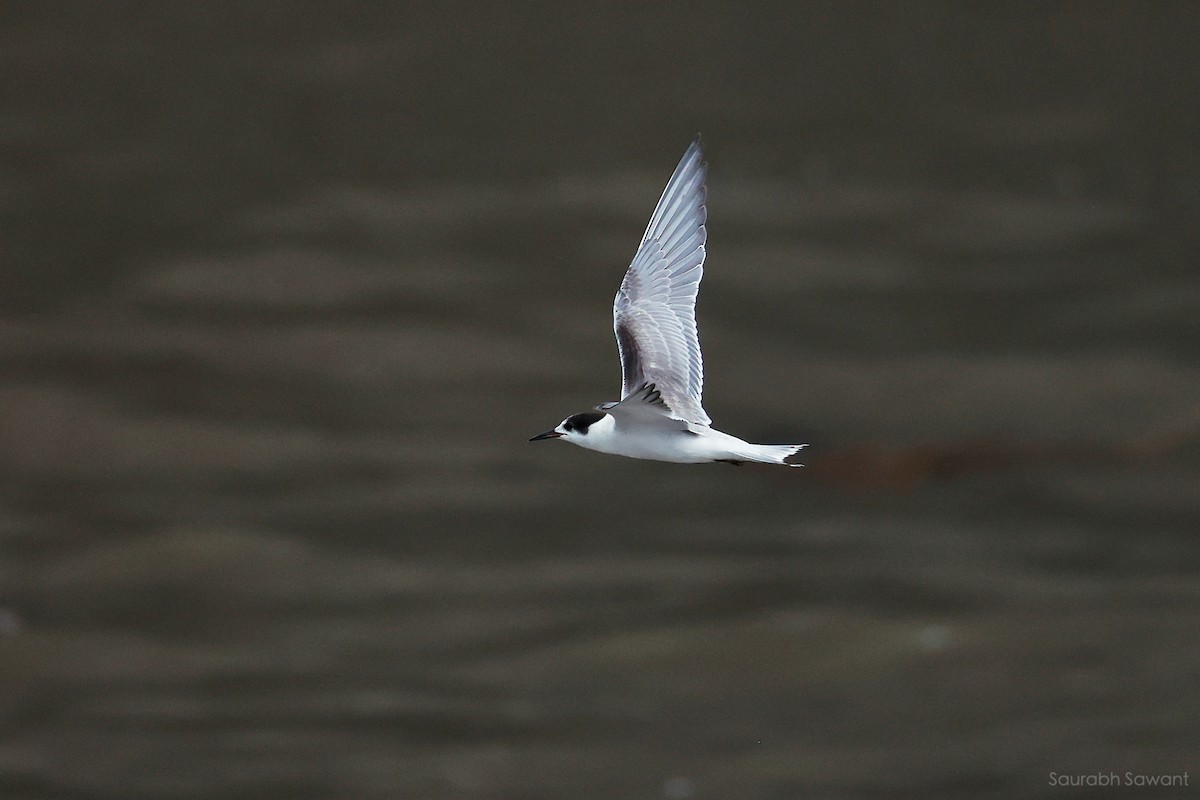 Common Tern - ML623385302