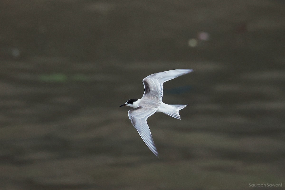 Common Tern - ML623385303