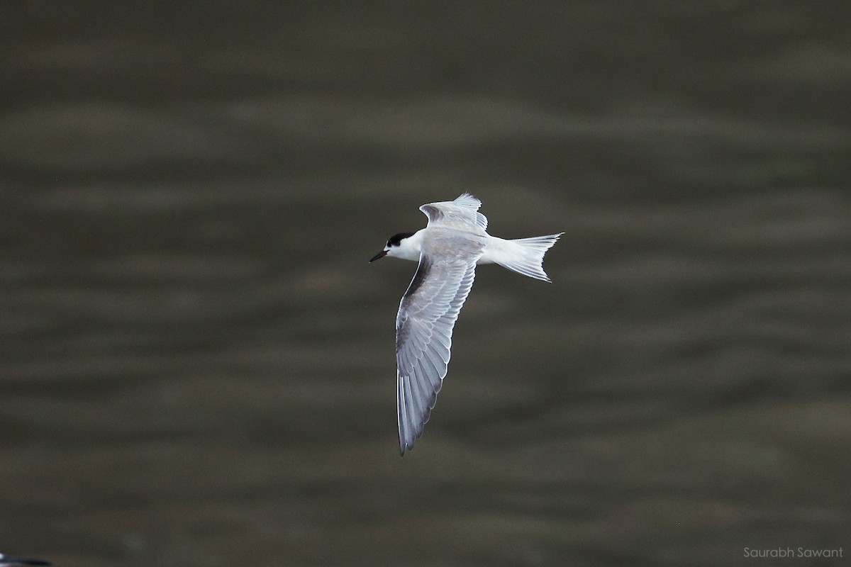 Common Tern - ML623385304