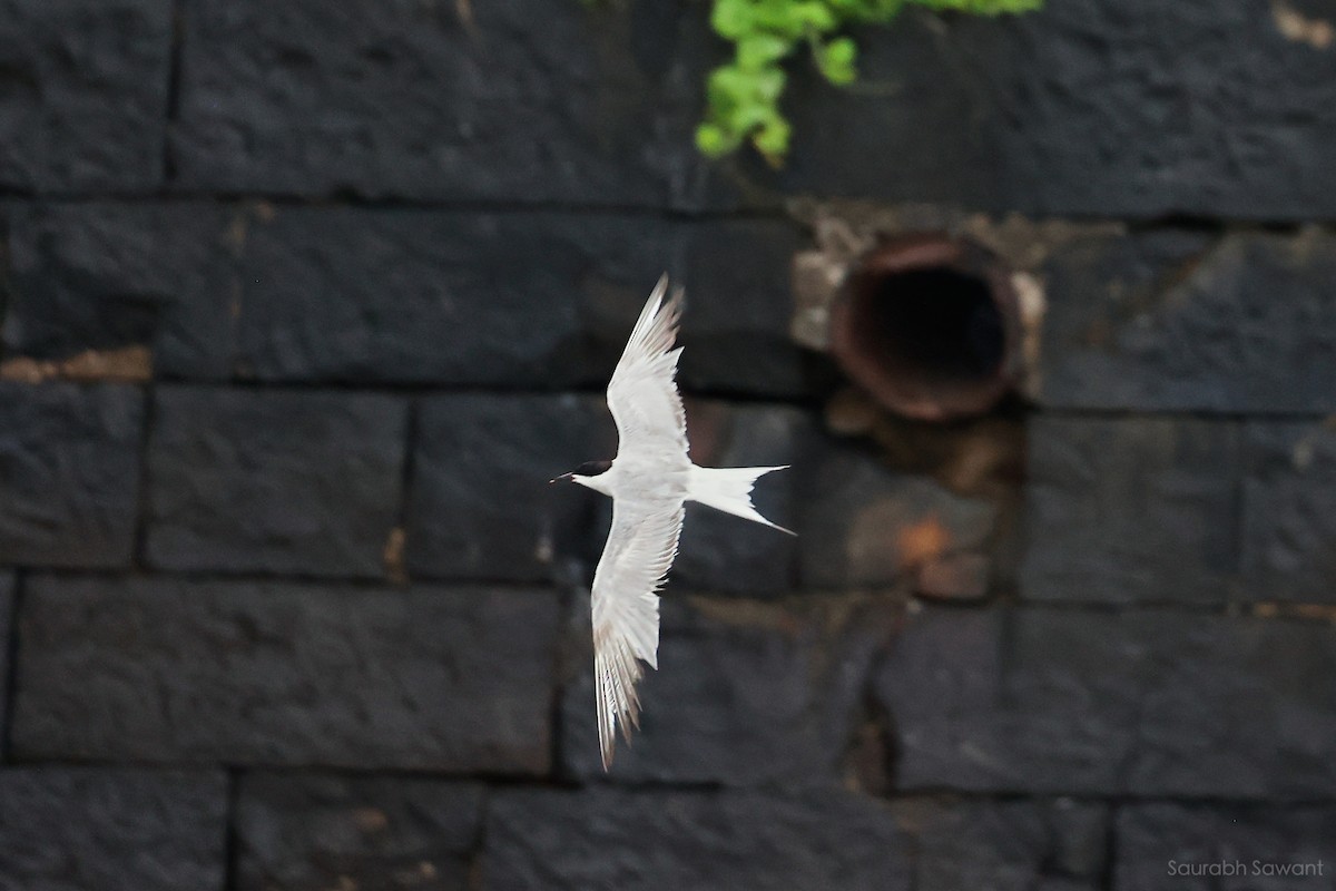 Common Tern - ML623385315