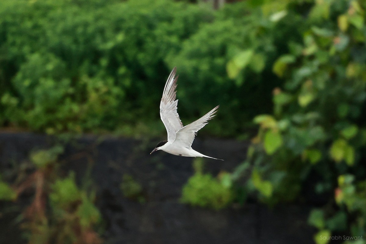 Common Tern - ML623385316