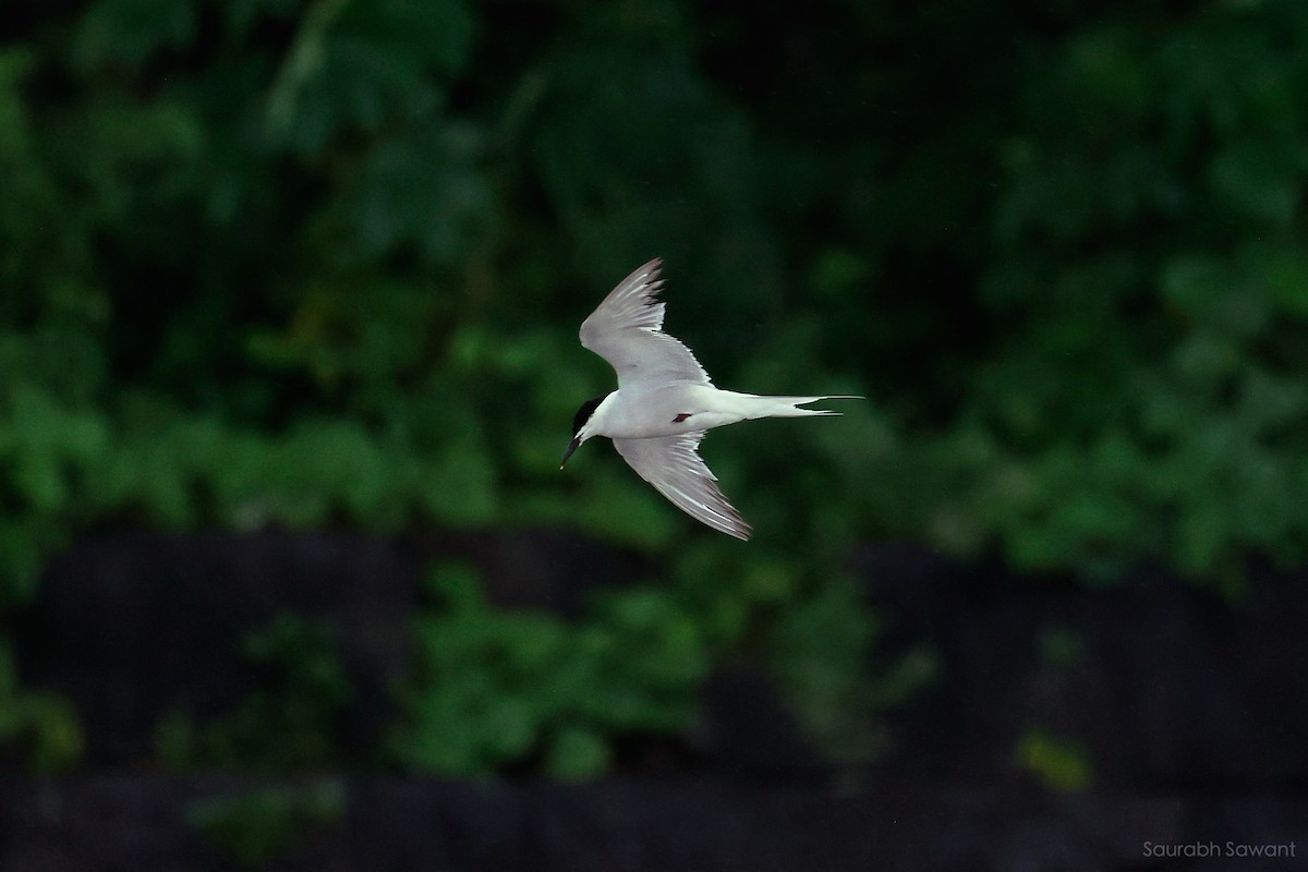 Common Tern - ML623385317