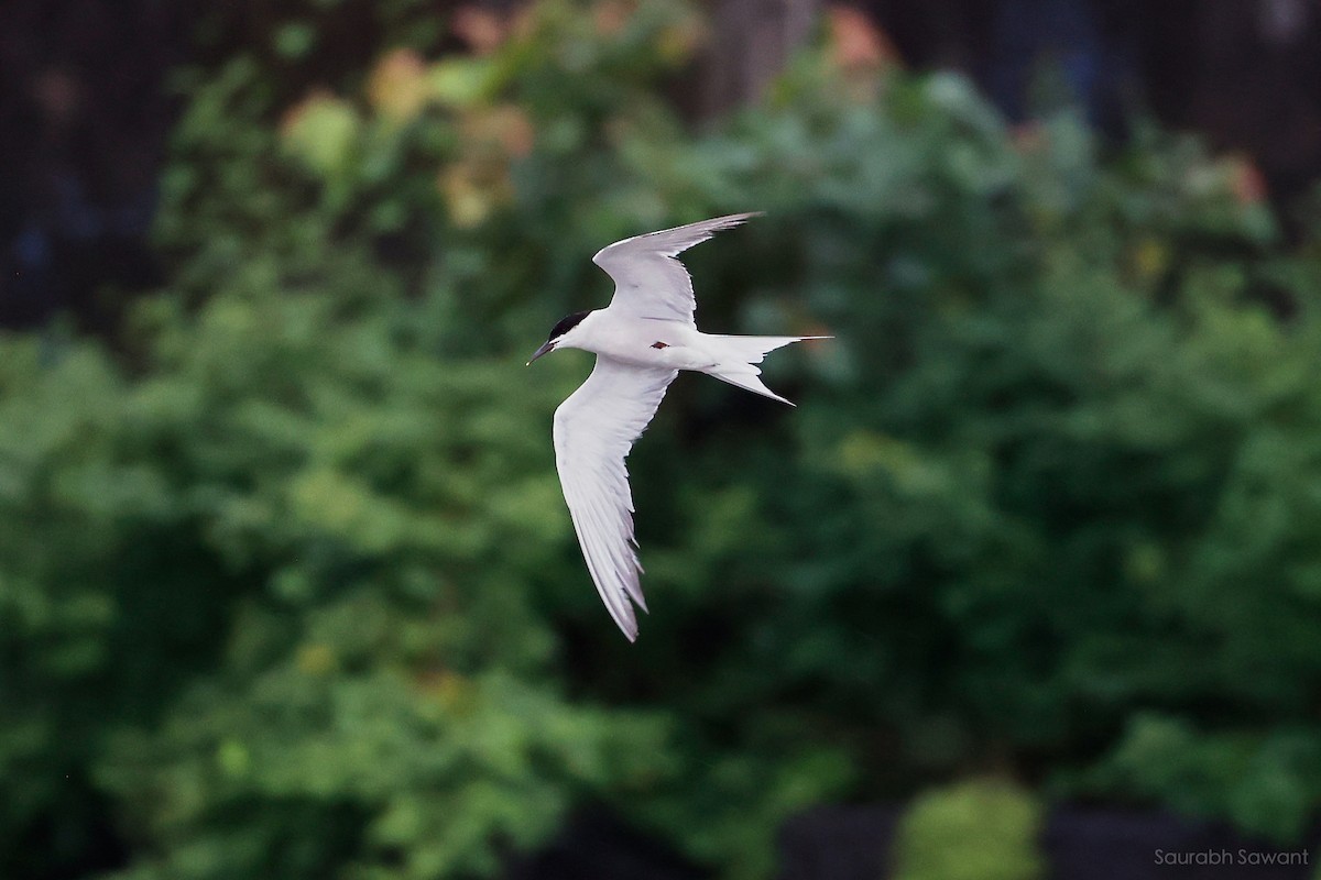 Common Tern - ML623385318