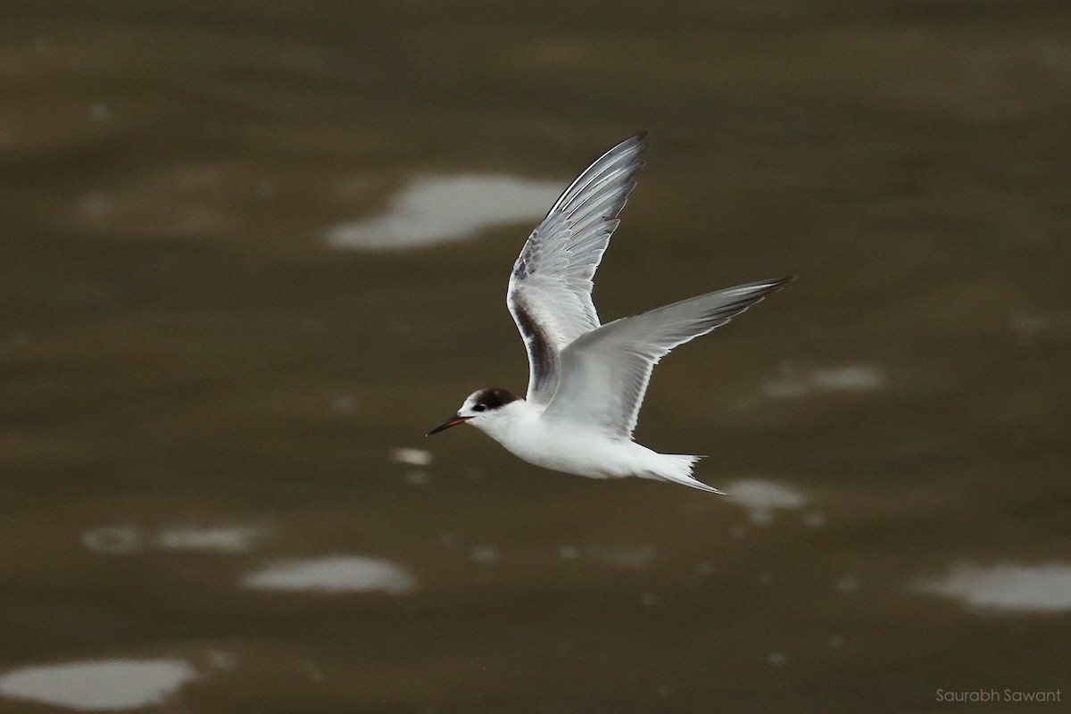 Common Tern - ML623385329