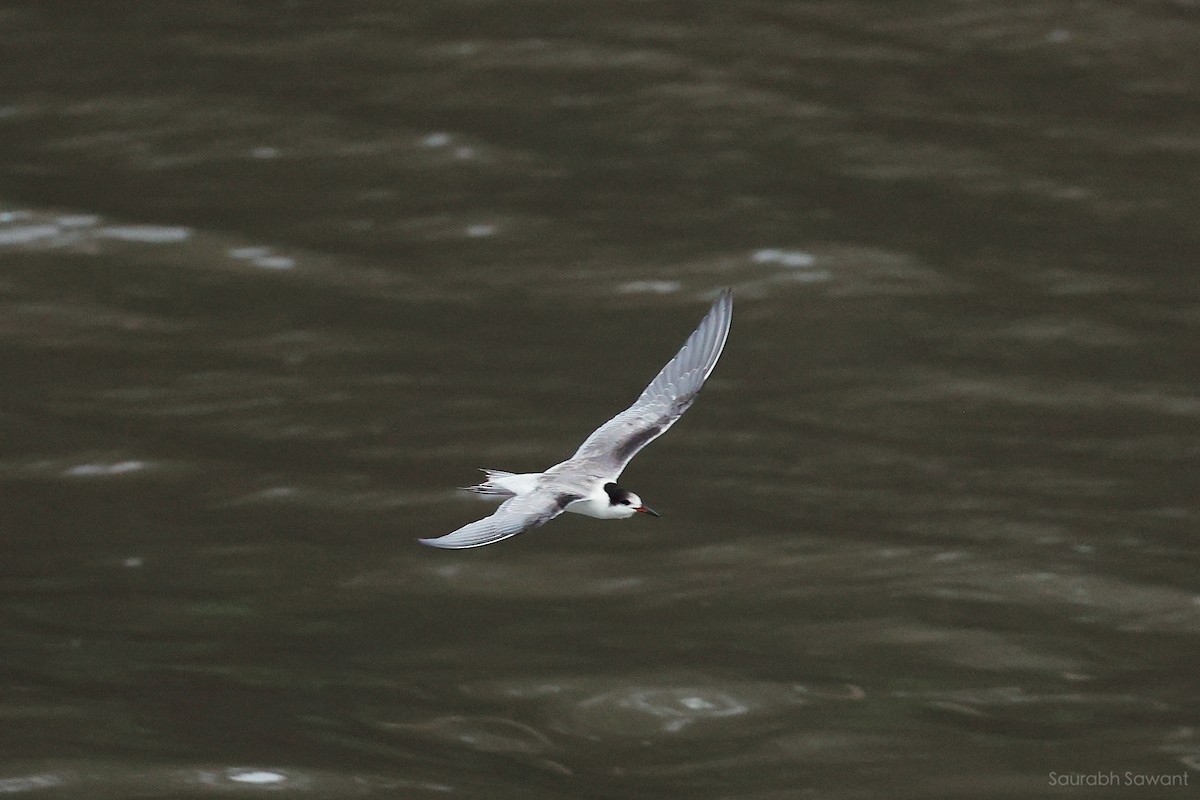 Common Tern - ML623385330