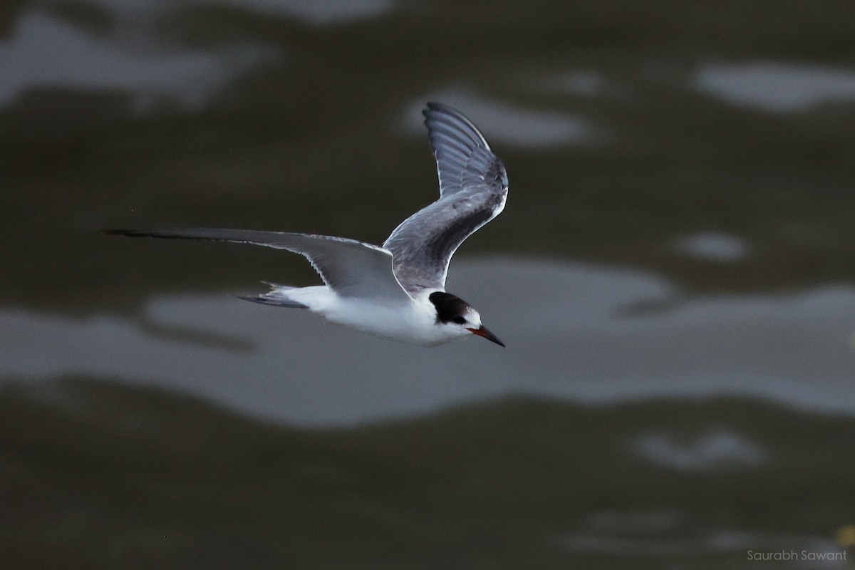 Common Tern - ML623385331