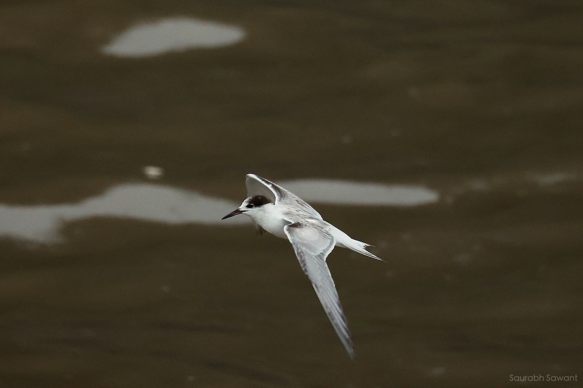 Common Tern - ML623385332