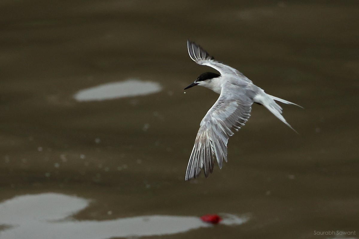 Common Tern - ML623385337