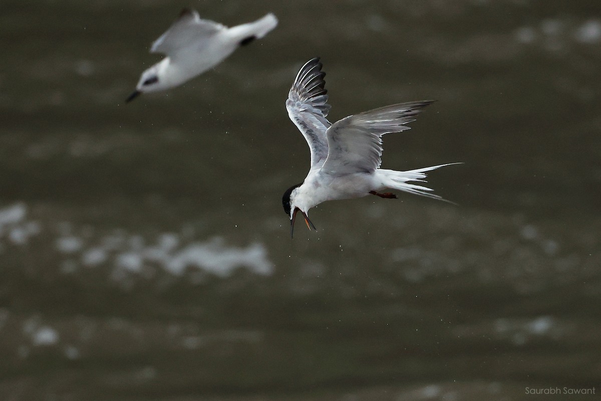 Common Tern - ML623385338