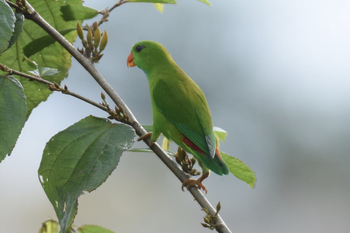 eBird Checklist - 6 Sep 2024 - Prabhu Home & Backyard (Restricted ...