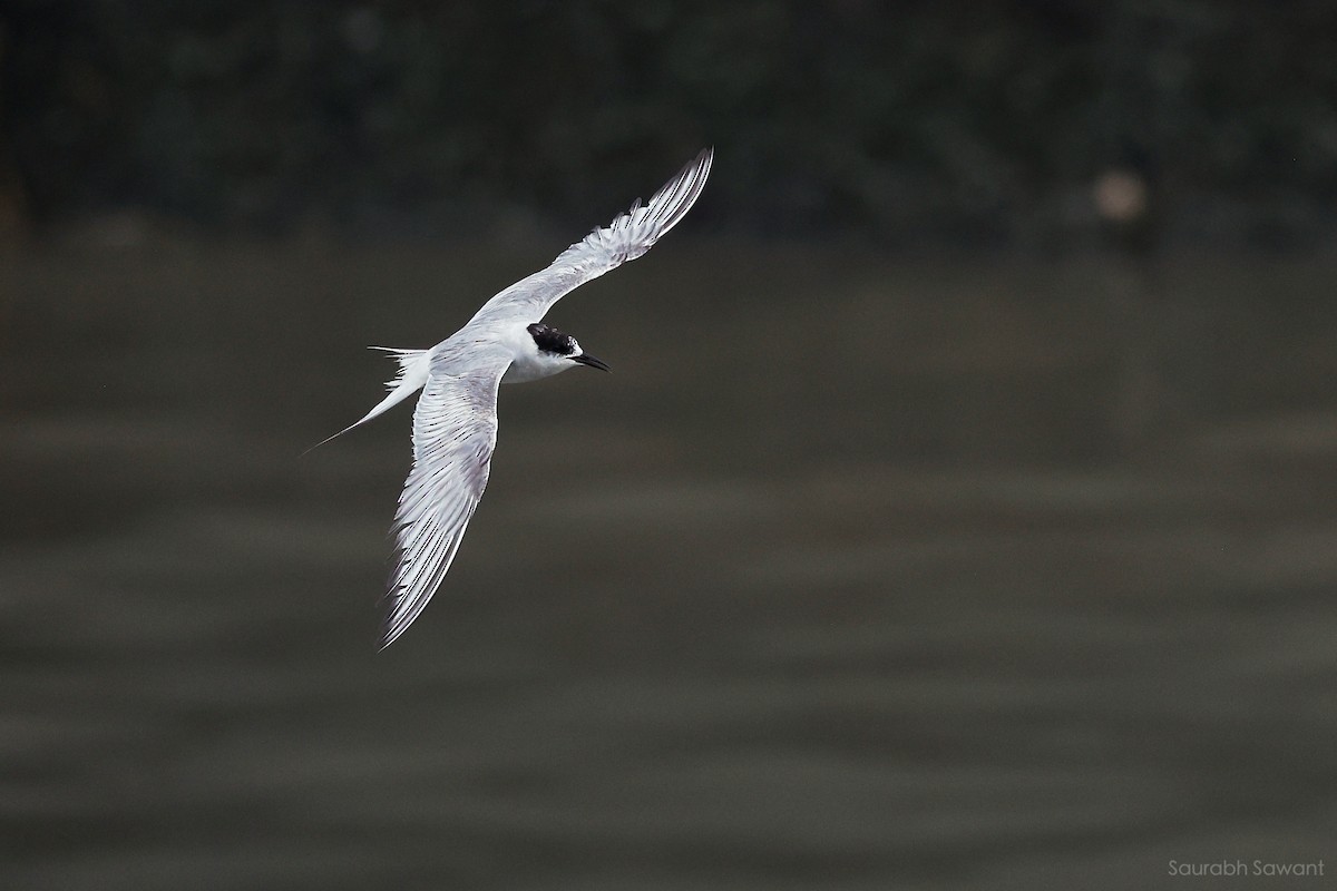 Arctic Tern - ML623385382