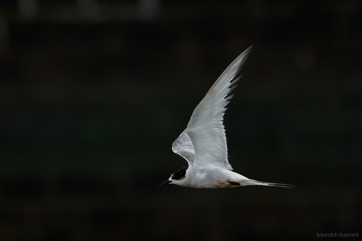 Arctic Tern - ML623385383