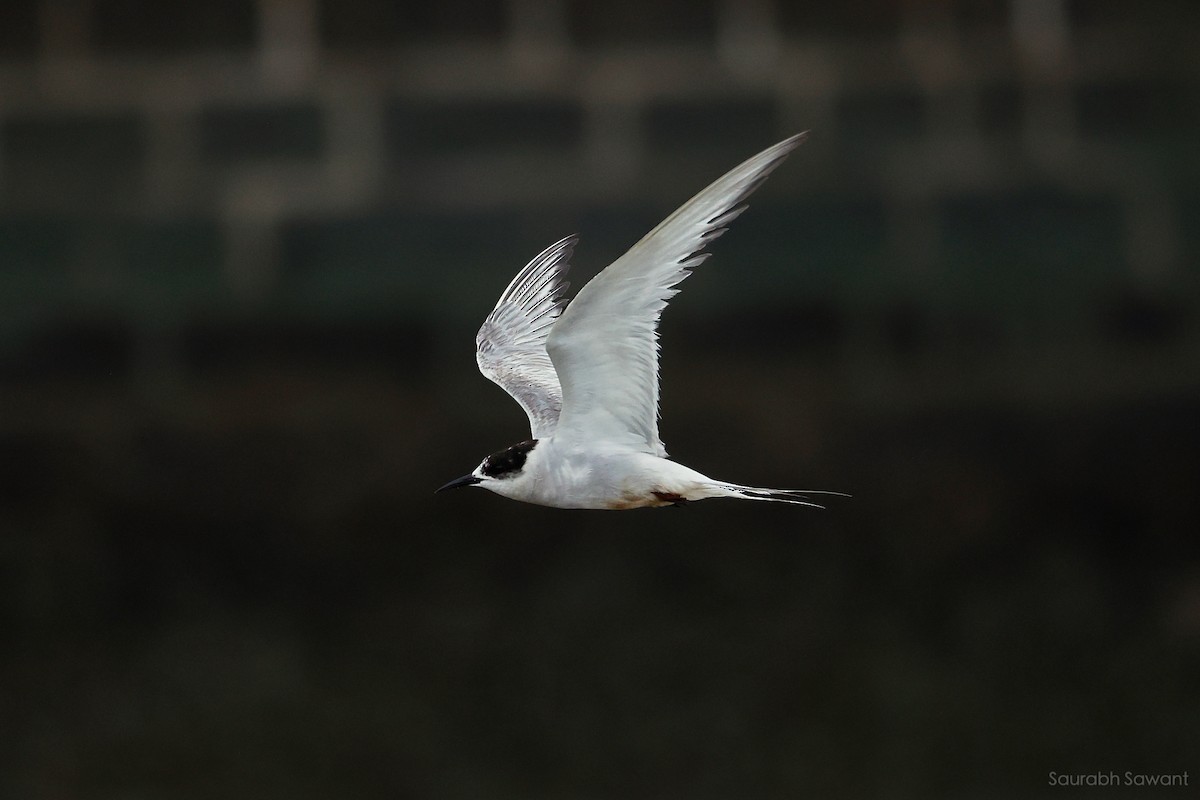 Arctic Tern - ML623385384