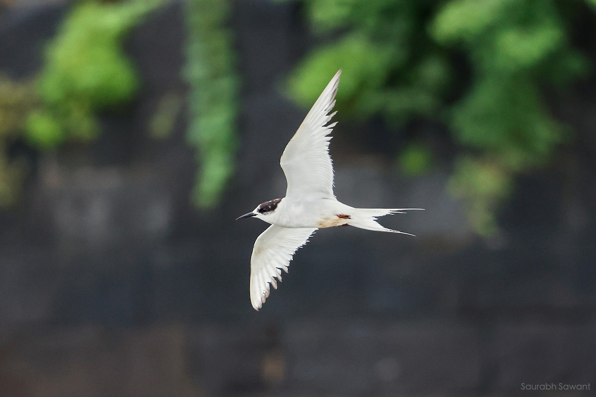 Arctic Tern - ML623385385