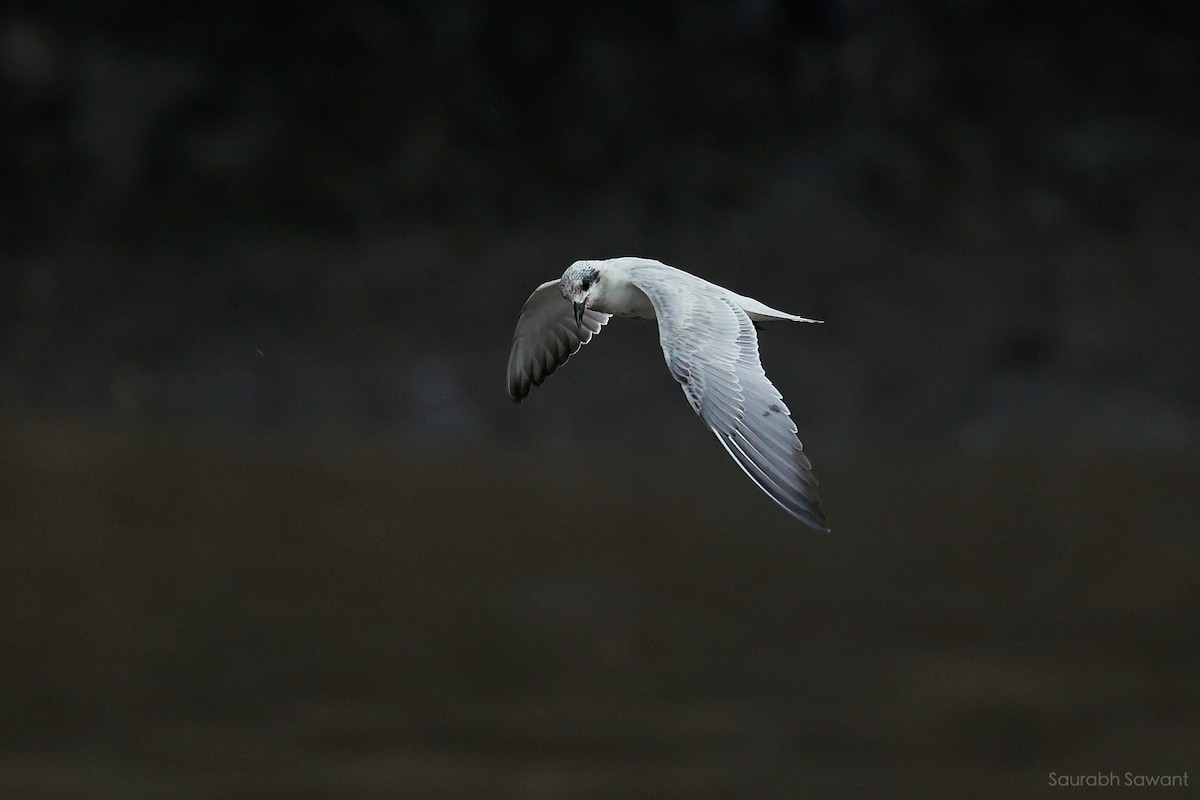 Gull-billed Tern - ML623385392