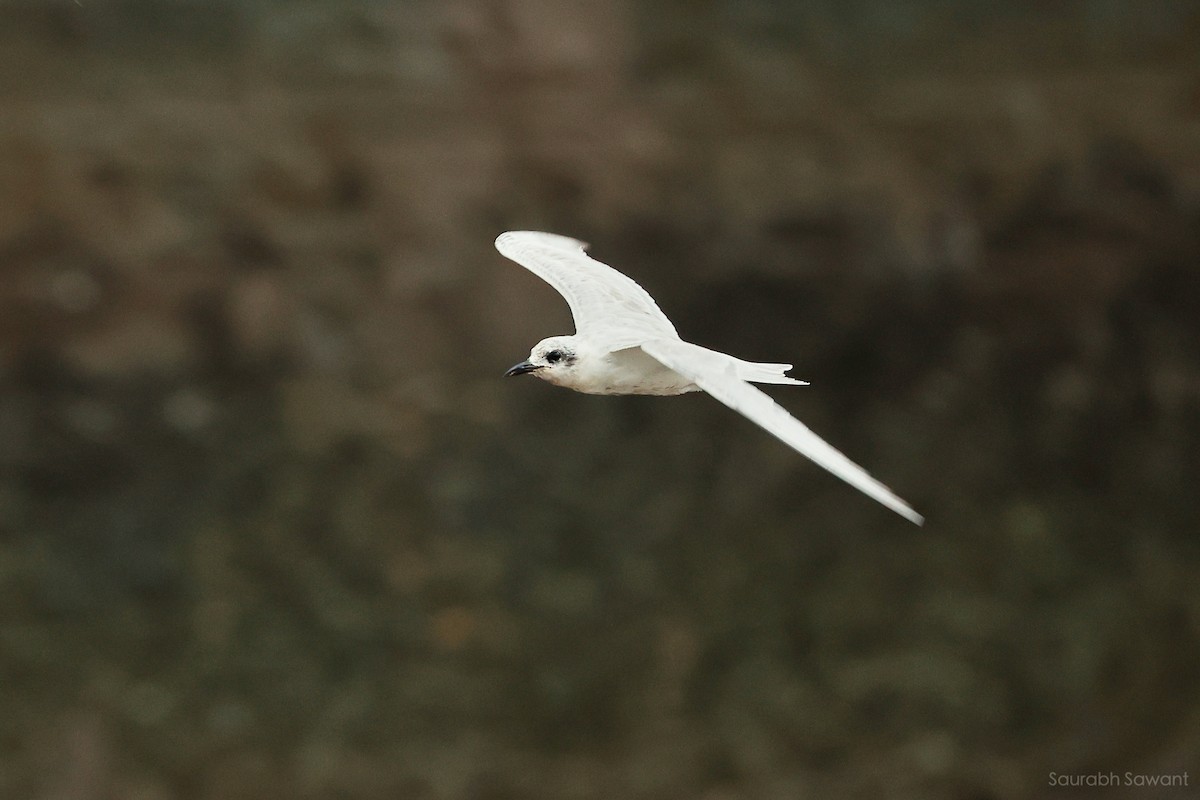 Gull-billed Tern - ML623385393