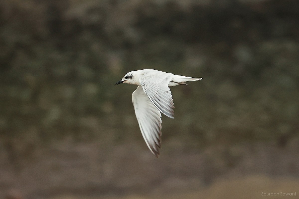 Gull-billed Tern - ML623385394