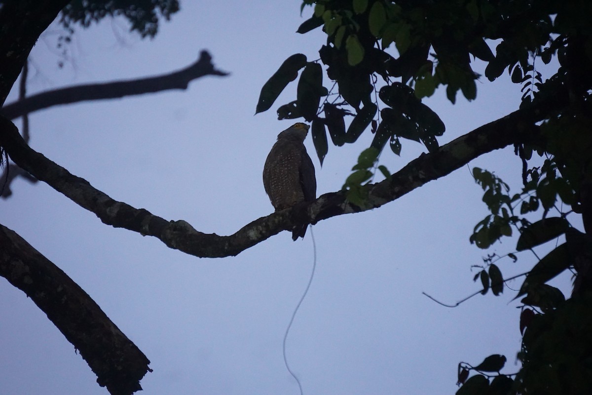 Crested Serpent-Eagle - ML623385437