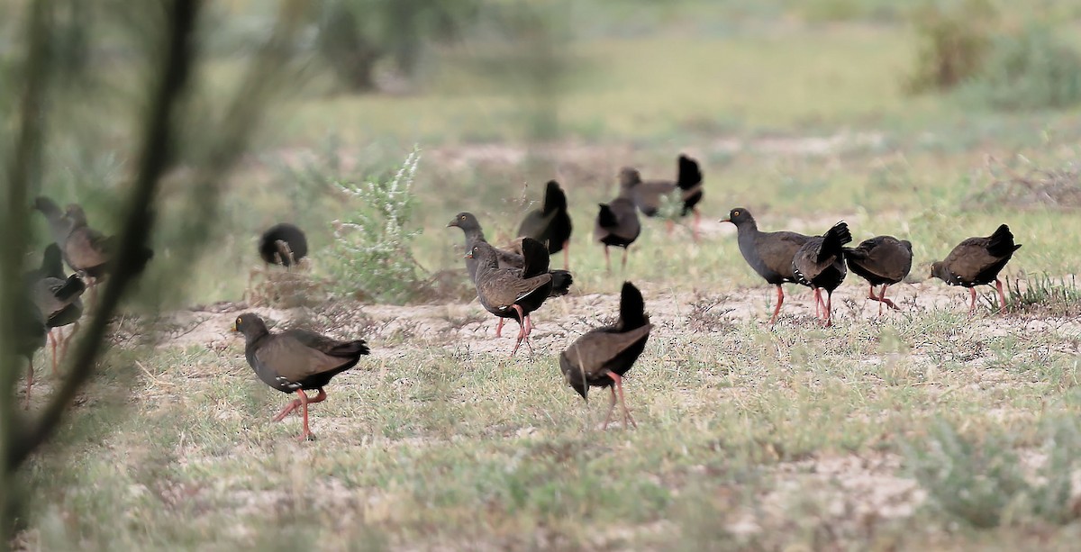 Black-tailed Nativehen - ML623385485