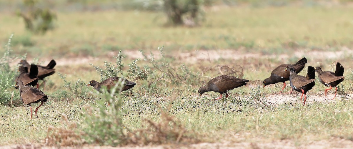 Black-tailed Nativehen - ML623385487