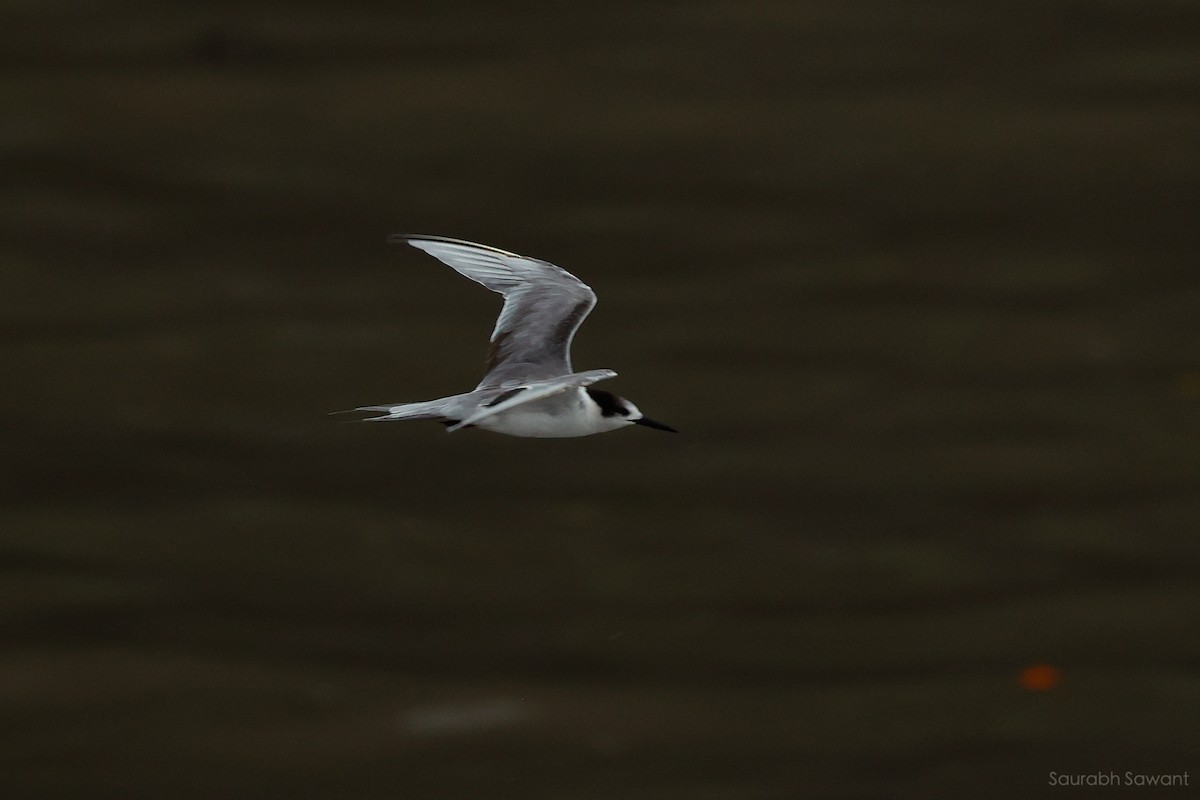 White-cheeked Tern - ML623385509