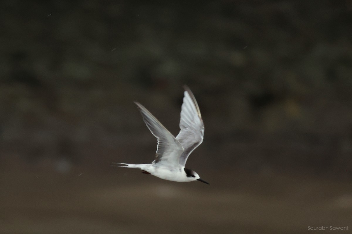 White-cheeked Tern - ML623385510