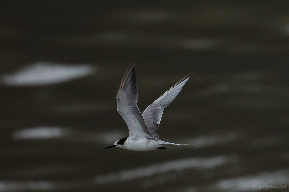 White-cheeked Tern - ML623385511