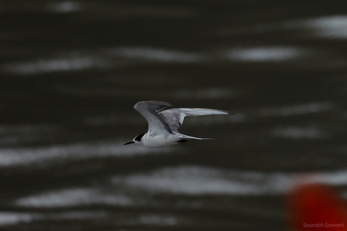 White-cheeked Tern - ML623385512