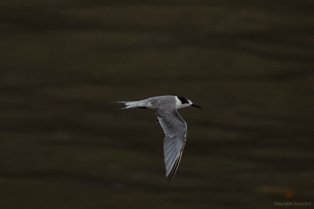 White-cheeked Tern - ML623385513