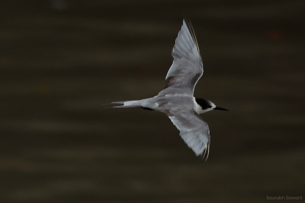 White-cheeked Tern - ML623385514