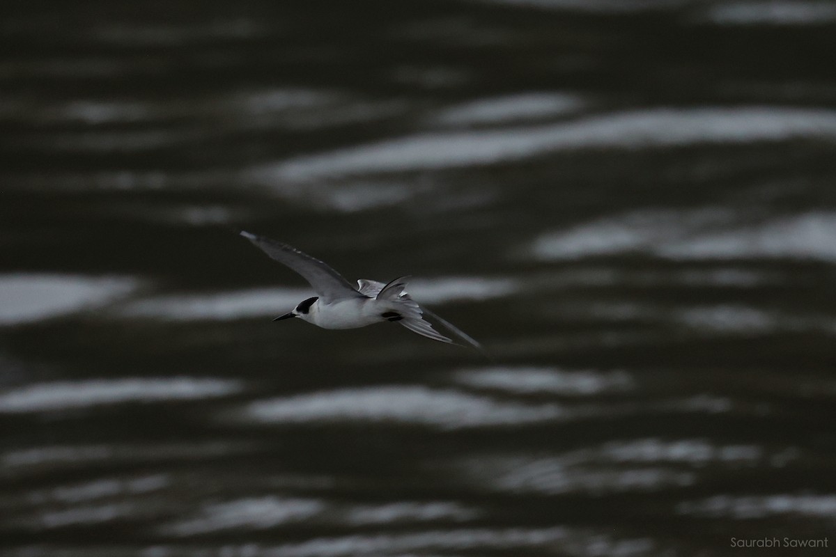 White-cheeked Tern - ML623385515