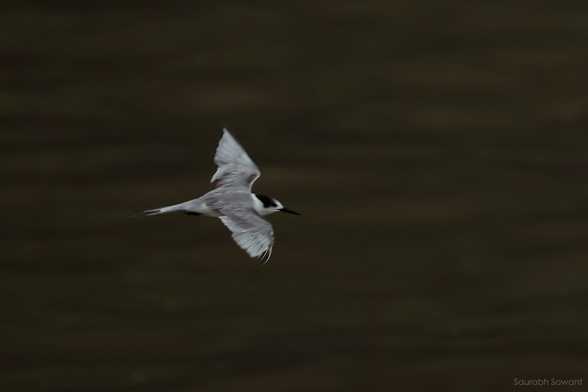 White-cheeked Tern - ML623385516