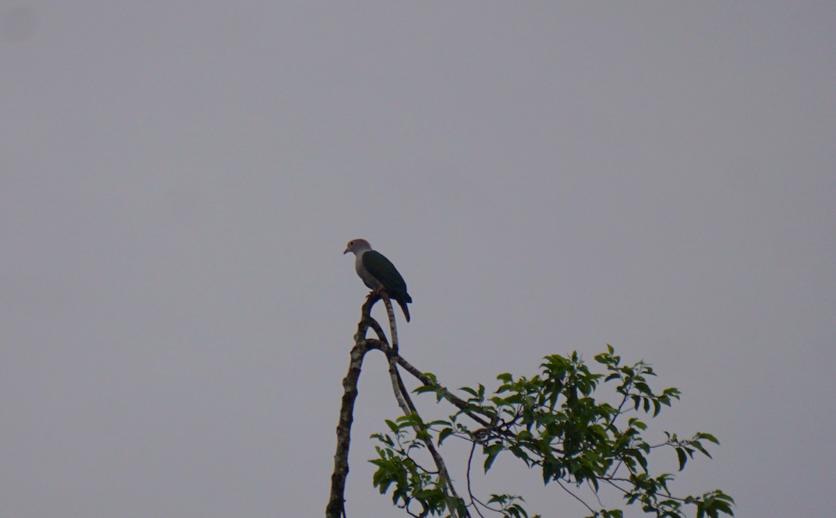 Green Imperial-Pigeon - ML623385517