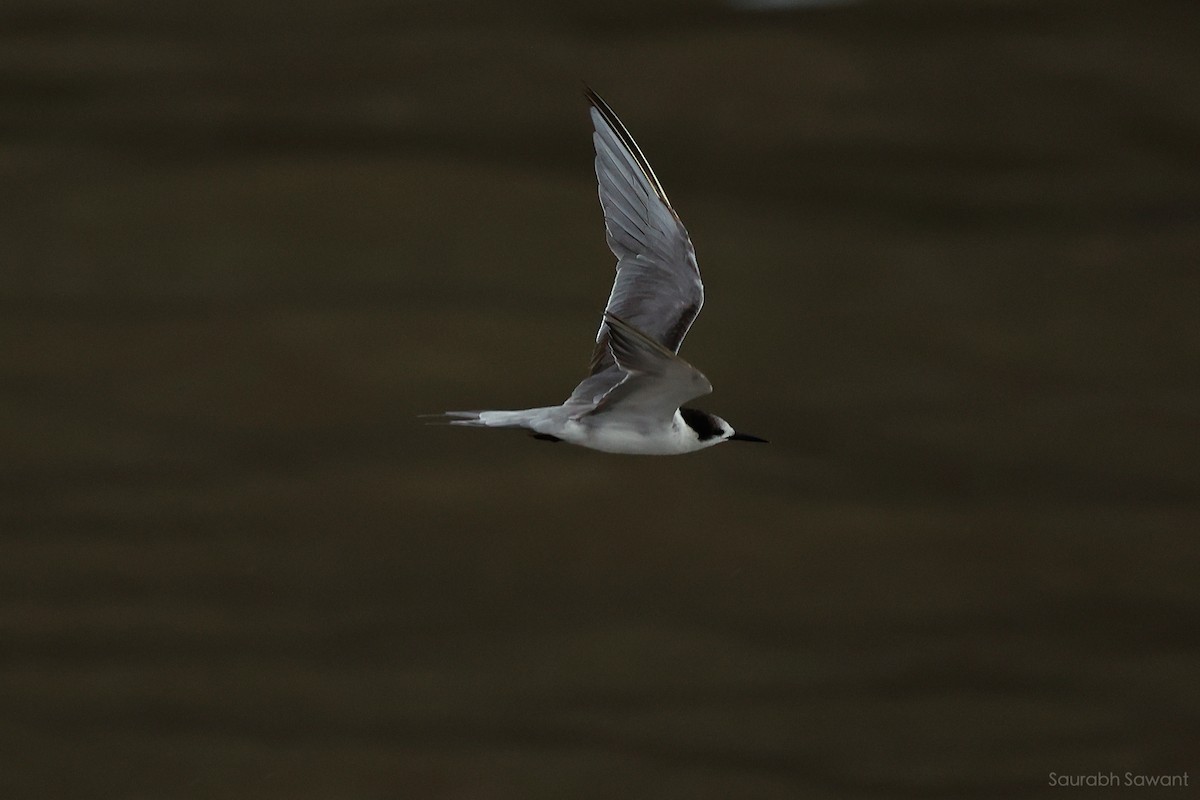 White-cheeked Tern - ML623385518