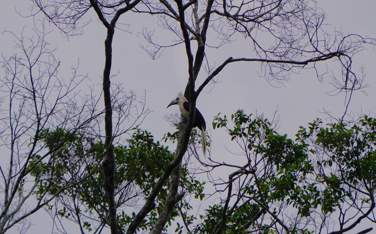 White-crowned Hornbill - ML623385525