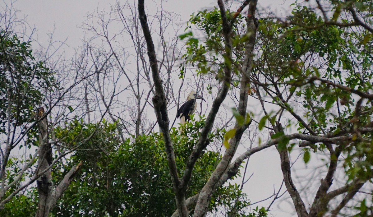 White-crowned Hornbill - ML623385526