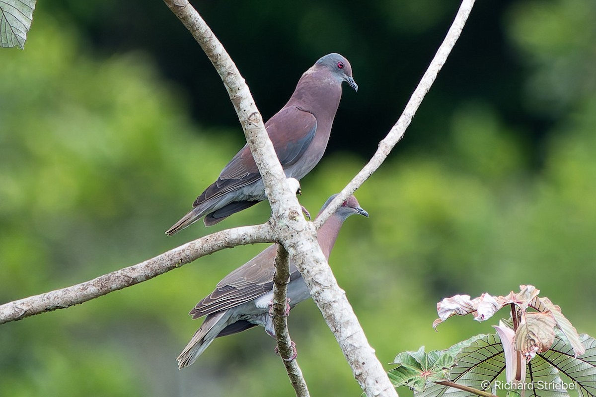 Pale-vented Pigeon - ML623385548