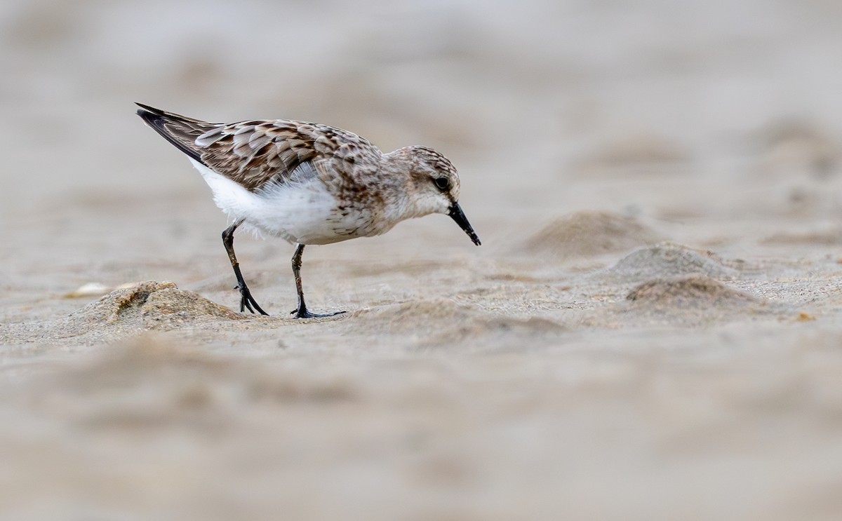 Red-necked Stint - ML623385552