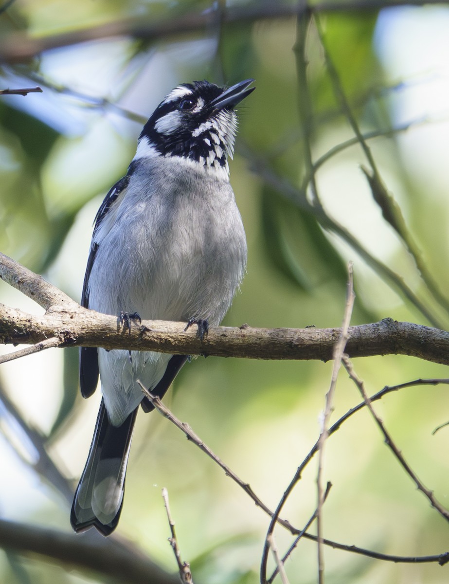 White-eared Monarch - ML623385559