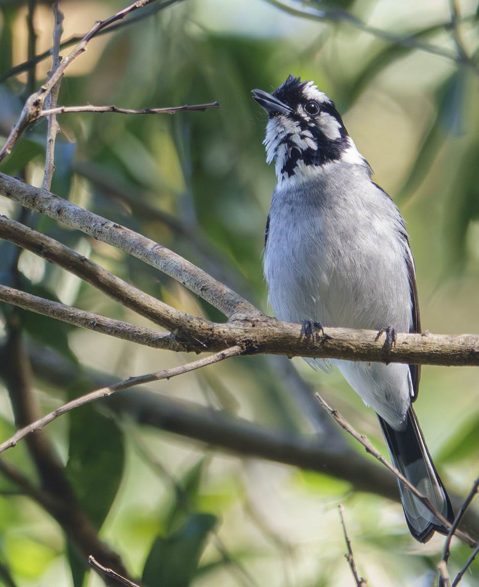 White-eared Monarch - ML623385560