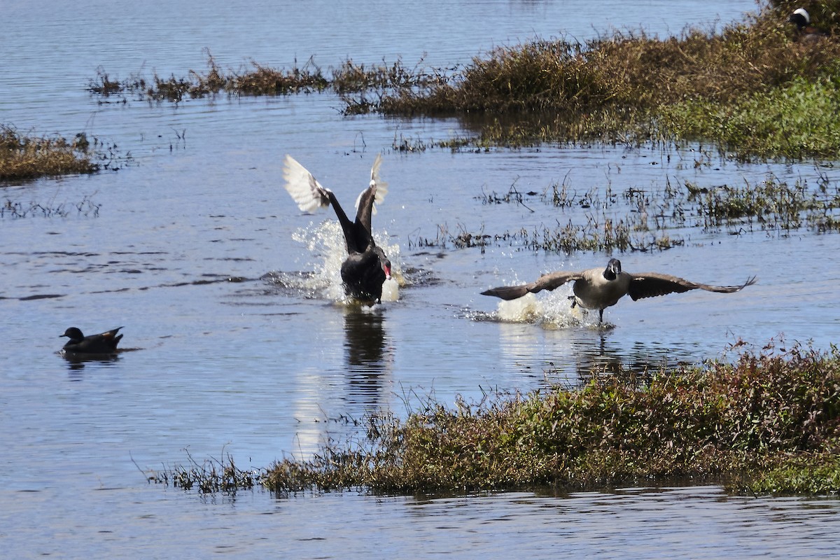 Black Swan - ML623385578