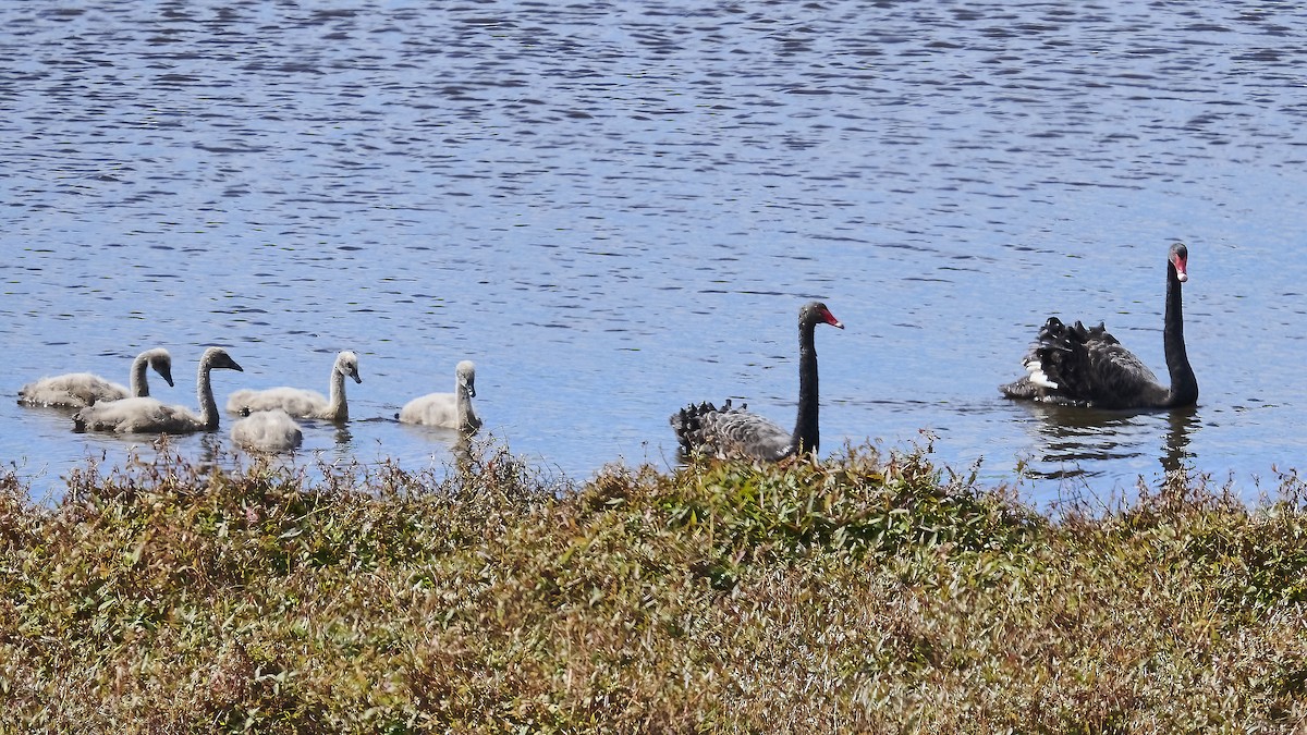 Black Swan - ML623385586