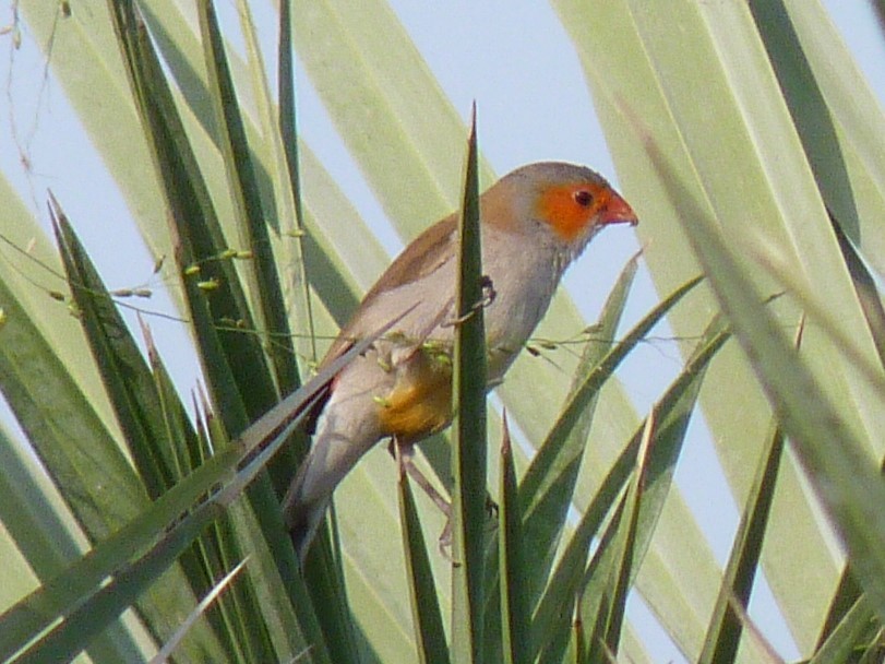 Orange-cheeked Waxbill - ML623385605