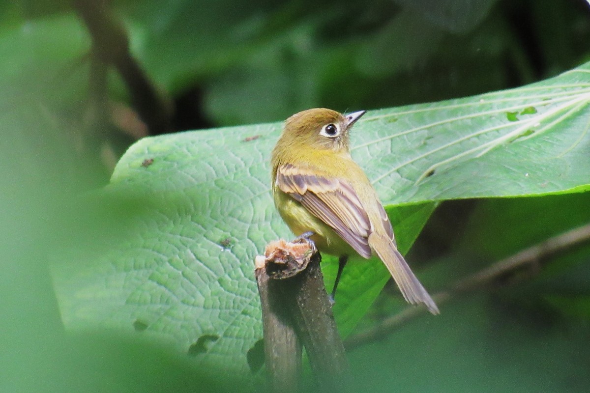 Yellowish Flycatcher - ML623385609